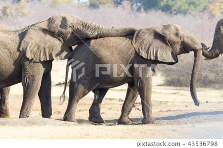 African elephants cuddling 43536798