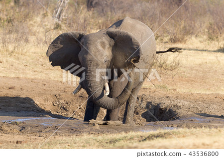 African elephant at a waterhole African elephant at a waterhole 43536800