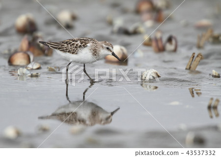 Europe Tonen Europe Tonen 43537332