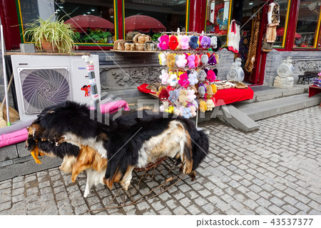 HOHHOT city view 43537377