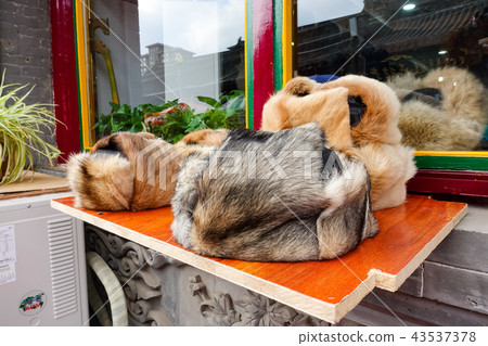 HOHHOT city view HOHHOT city view 43537378