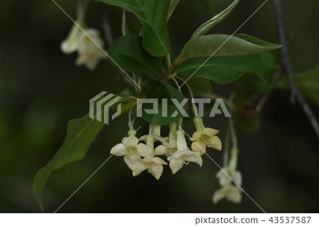 Nature plant Natsugumi, long flower pattern hanging from axiles around April, flowers bloom downward 43537587