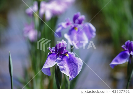 Iris garden Iris garden 43537791