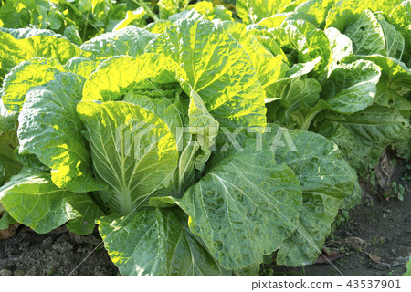 大白菜田 43537901