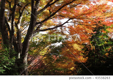 Konami河秋葉 Konami河秋葉 43538263