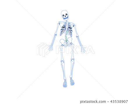 Skeleton distortion Skeleton distortion 43538907