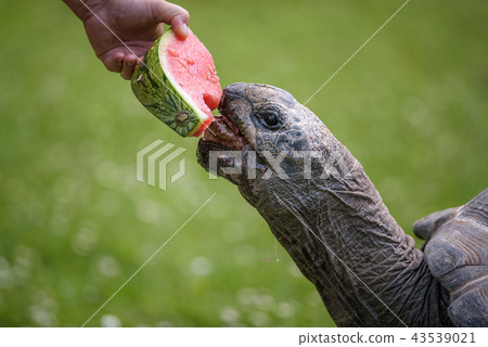 Hand feeding a Giant Tortoise with a watermelon Hand feeding a Giant Tortoise with a watermelon 43539021