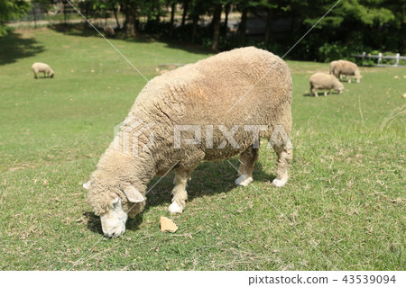 Sheep (Corydale) 43539094
