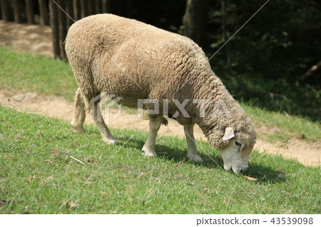 Sheep (Corydale) Sheep (Corydale) 43539098