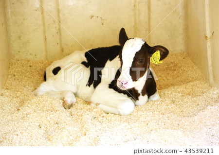 小寶貝(荷斯坦) 小寶貝(荷斯坦) 43539211