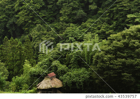 穀倉和深森林環境自然樹木山山植物綠色生態eco雜項樹 穀倉和深森林環境自然樹木山山植物綠色生態eco雜項樹 43539757