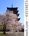 Kyoto Spring's Toji 43539873