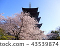 Kyoto Spring's Toji 43539874