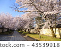 Daigoji Temple in Kyoto Spring 43539918