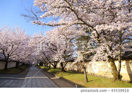 Daigoji Temple in Kyoto Spring 43539918