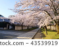 Daigoji Temple in Kyoto Spring 43539919