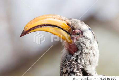 Southern yellow-billed hornbill  43540559