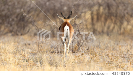 Springbok antelope (Antidorcas marsupialis) Springbok antelope (Antidorcas marsupialis) 43540570