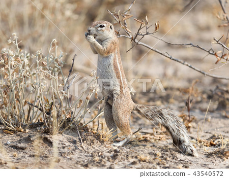 Cape Ground Squirrel 43540572
