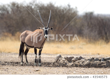 Oryx at a waterhole, Kalahari desert 43540573