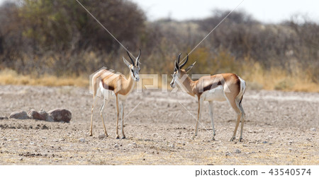 Springbok antelope (Antidorcas marsupialis) Springbok antelope (Antidorcas marsupialis) 43540574