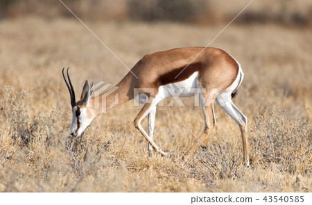 Springbok antelope (Antidorcas marsupialis) Springbok antelope (Antidorcas marsupialis) 43540585