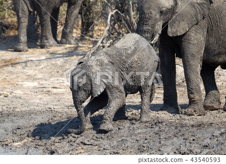 Elephant calf taking a mudbath 43540593