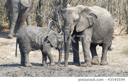 Elephant calf taking a mudbath 43540594