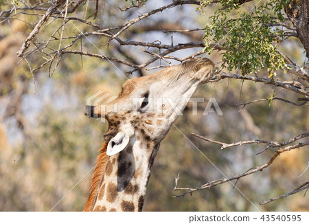 Giraffe eating fresh leaves from a tree 43540595