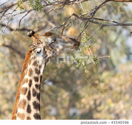 Giraffe eating fresh leaves from a tree 43540596