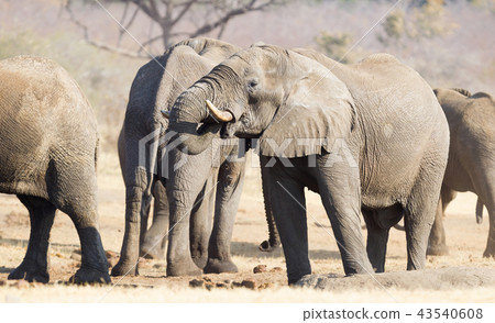 Group of african elephants at a waterhole 43540608