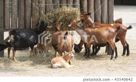 Flock of goats 43540642
