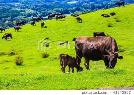 Village Azuma cattle grazing of fresh green ranch [Atsuzuma Town, Unzen City, Nagasaki Prefecture] 43540897