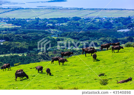 Village Azuma cattle grazing of fresh green ranch [Atsuzuma Town, Unzen City, Nagasaki Prefecture] 43540898