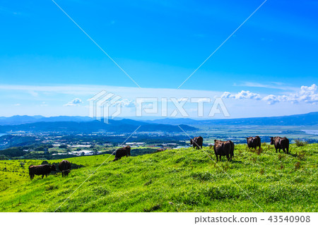 Village Azuma cattle grazing of fresh green ranch [Atsuzuma Town, Unzen City, Nagasaki Prefecture] 43540908