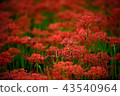 Cluster amaryllis 43540964