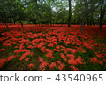 Cluster amaryllis 43540965