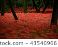 Cluster amaryllis 43540966