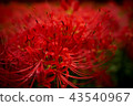 Cluster amaryllis 43540967