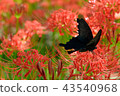 Cluster amaryllis 43540968