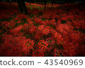 Cluster amaryllis 43540969