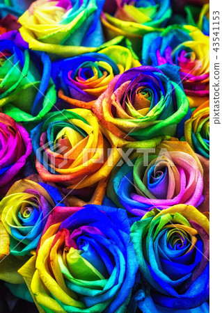 Rainbow colored roses Rainbow colored roses 43541153