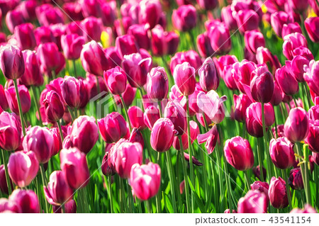 purple tulip field purple tulip field 43541154