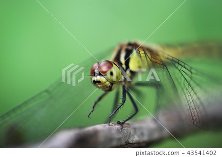 裁剪標記 43541402