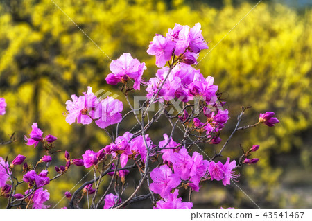korean rosebay or azalea korean rosebay or azalea 43541467