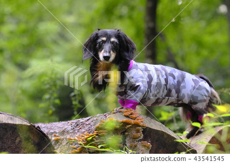 達克斯獵犬Kaninhaen可愛 43541545