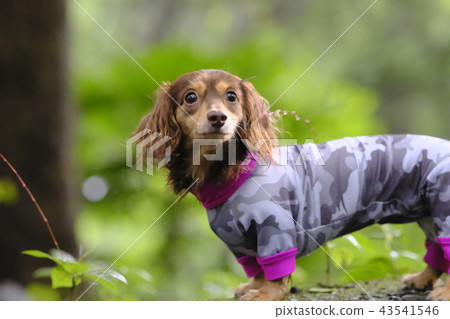 達克斯獵犬Kaninhaen可愛 43541546