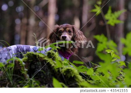 Dachshund Kaninhaen cute 43541555