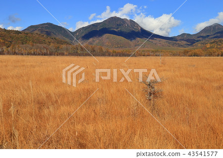 在秋天從Senjogahara的自然研究路徑觀看芋頭山，山王H山 43541577