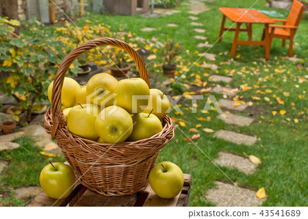 Yellow apples in the wicker basket in the garden 43541689